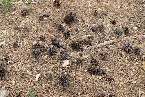 Şehir parkında kurumuş yapraklar ve çiçekler