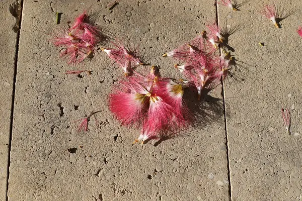 Şehir parkında kurumuş yapraklar ve çiçekler