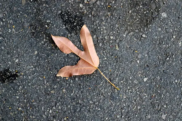 Şehir parkında kurumuş yapraklar ve çiçekler