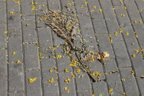 Şehir parkında kurumuş yapraklar ve çiçekler