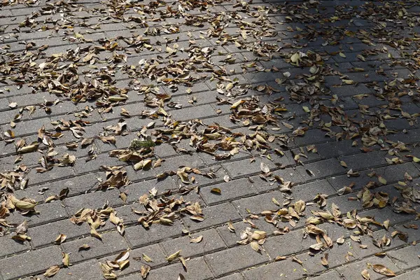 Şehir parkında kurumuş yapraklar ve çiçekler