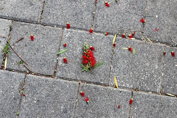 Şehir parkında kurumuş yapraklar ve çiçekler