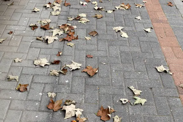 Şehir parkında kurumuş yapraklar ve çiçekler