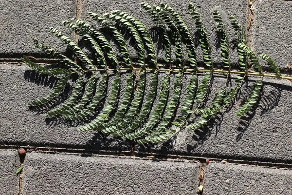 Şehir parkında kurumuş yapraklar ve çiçekler