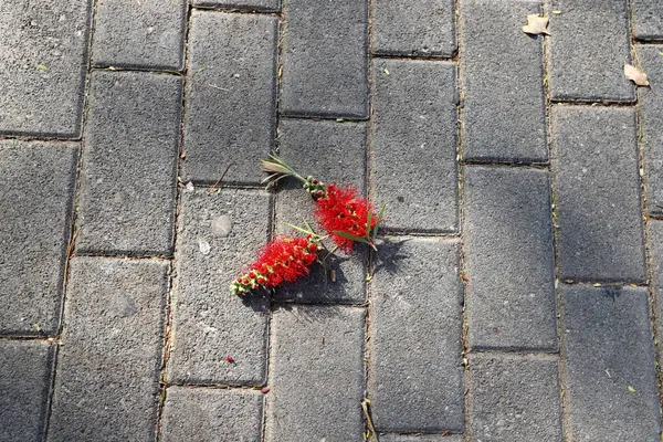 Şehir parkında kurumuş yapraklar ve çiçekler