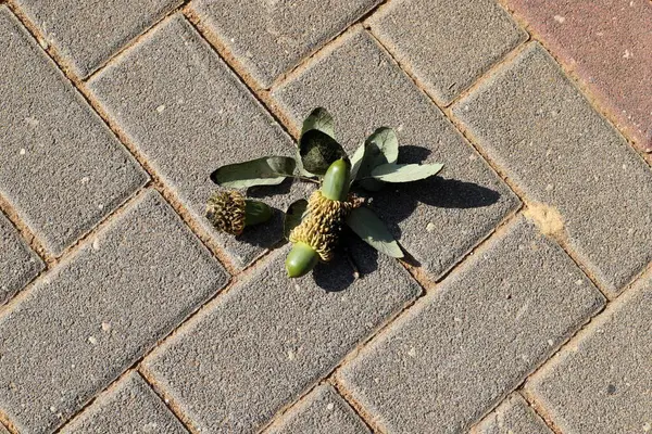 Şehir parkında kurumuş yapraklar ve çiçekler