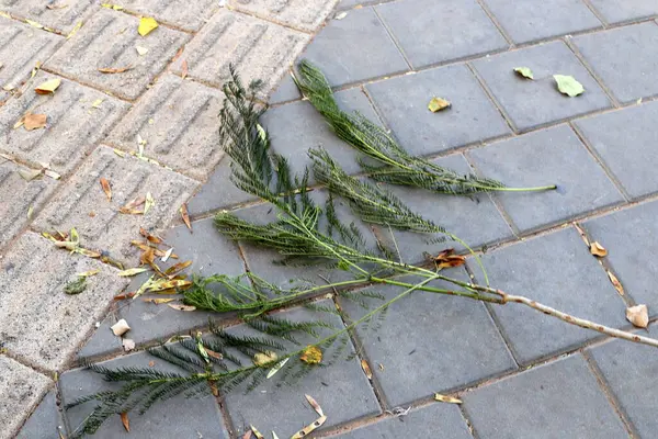 Şehir parkında kurumuş yapraklar ve çiçekler