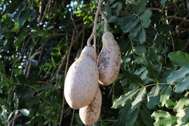 Şehir parkındaki sosis ağacının meyveleri.