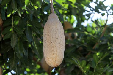 Şehir parkındaki sosis ağacının meyveleri.