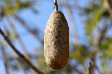 Şehir parkındaki sosis ağacının meyveleri.
