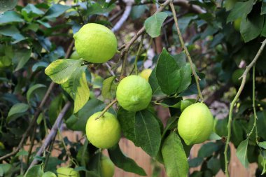 Şehir parkında turunçgiller olgunlaşıyor..