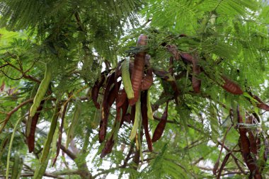 İsrail 'de bir şehir parkında bal çekirgesi yetişiyor..