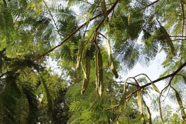 İsrail 'de bir şehir parkında bal çekirgesi yetişiyor..