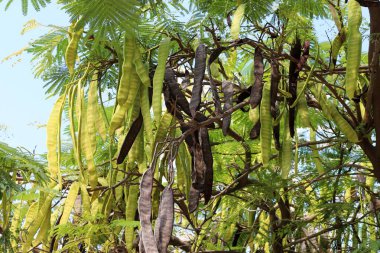 İsrail 'de bir şehir parkında bal çekirgesi yetişiyor..