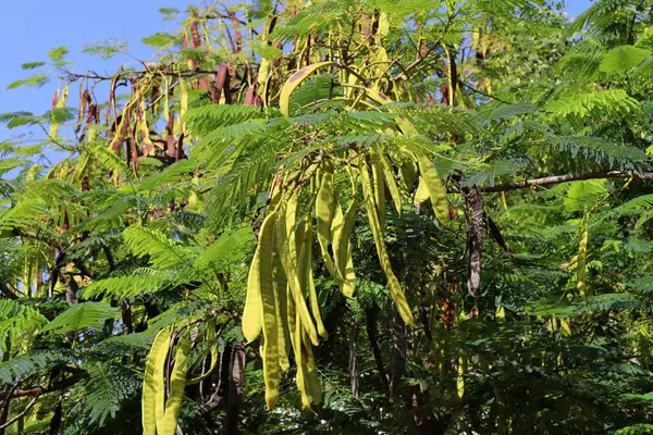 İsrail 'de bir şehir parkında bal çekirgesi yetişiyor..