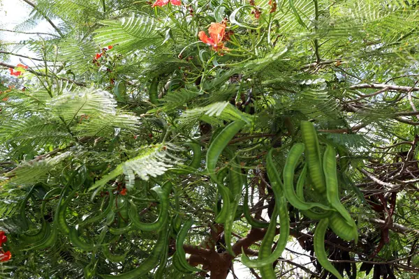 İsrail 'de bir şehir parkında bal çekirgesi yetişiyor..