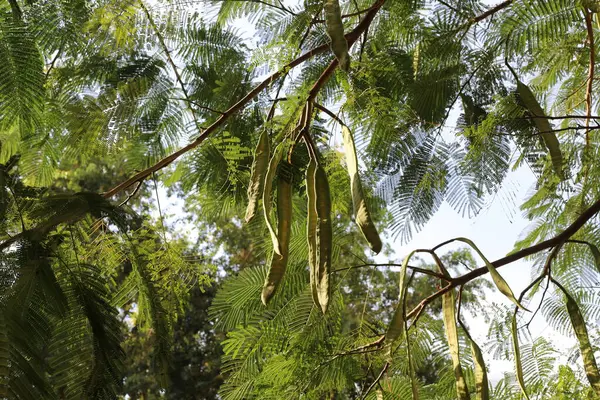 İsrail 'de bir şehir parkında bal çekirgesi yetişiyor..