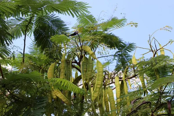 İsrail 'de bir şehir parkında bal çekirgesi yetişiyor..