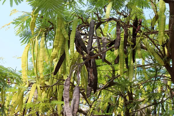 İsrail 'de bir şehir parkında bal çekirgesi yetişiyor..