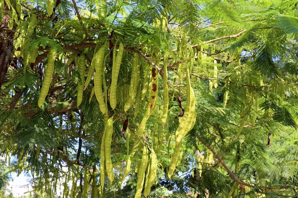 İsrail 'de bir şehir parkında bal çekirgesi yetişiyor..