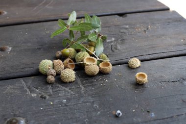 Şehir parkındaki meşe ağacında meşe palamudu