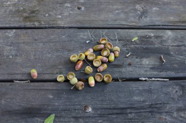 Şehir parkındaki meşe ağacında meşe palamudu