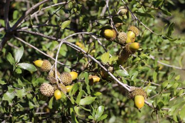 Şehir parkındaki meşe ağacında meşe palamudu