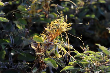 Şehir parkındaki yeşil bir bitkinin üzerindeki asalak ot kaçakçısı..