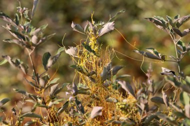 Şehir parkındaki yeşil bir bitkinin üzerindeki asalak ot kaçakçısı..