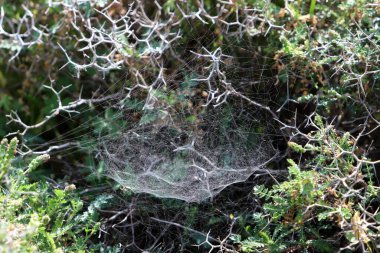 Örümcek ağını yeşil bir ağacın göz kapaklarına ördü..