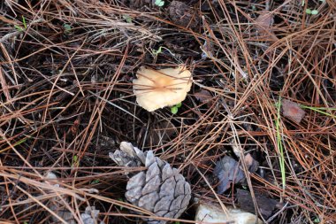 Şiddetli yağmurdan sonra İsrail 'de bir ormanda mantarlar.