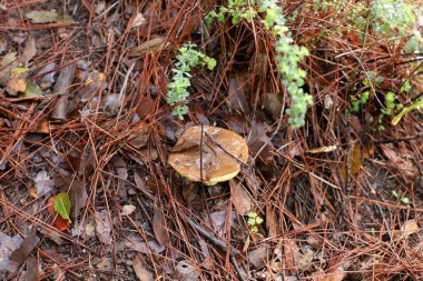 Şiddetli yağmurdan sonra İsrail 'de bir ormanda mantarlar.