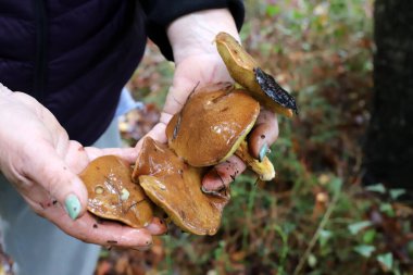 Şiddetli yağmurdan sonra İsrail 'de bir ormanda mantarlar.