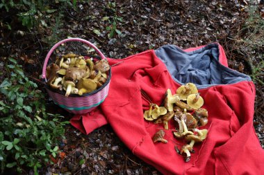 Şiddetli yağmurdan sonra İsrail 'de bir ormanda mantarlar.