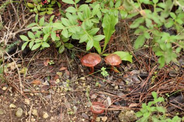 Şiddetli yağmurdan sonra İsrail 'de bir ormanda mantarlar.