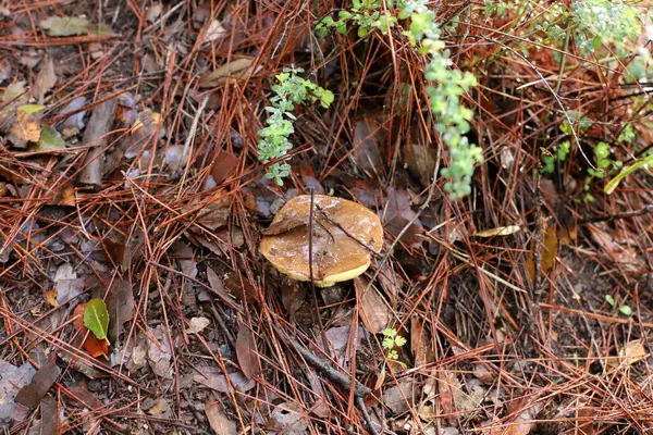 Şiddetli yağmurdan sonra İsrail 'de bir ormanda mantarlar.