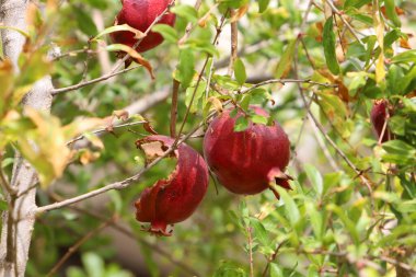Şehir parkındaki bir ağaçta kurumuş nar.