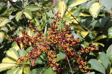 Şehir parkındaki bir ağaçtaki yenilemez meyveler..
