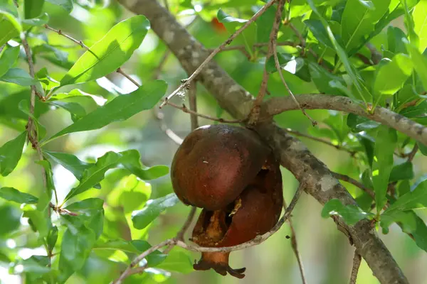 Şehir parkındaki bir ağaçta kurumuş nar.
