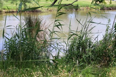 Yarkon Nehri Tel Aviv 'in ortasından akar..