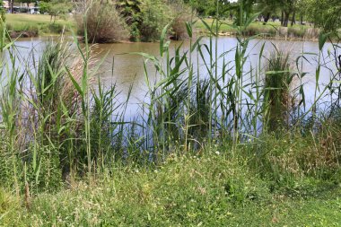 Yarkon Nehri Tel Aviv 'in ortasından akar..