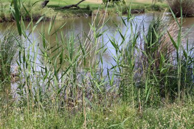 Yarkon Nehri Tel Aviv 'in ortasından akar..