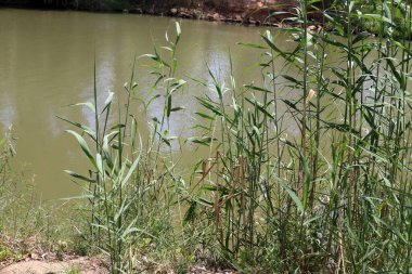 Yarkon Nehri Tel Aviv 'in ortasından akar..