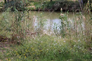 Yarkon Nehri Tel Aviv 'in ortasından akar..