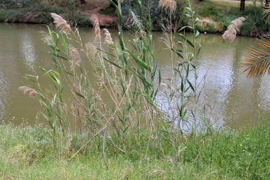 Yarkon Nehri Tel Aviv 'in ortasından akar..