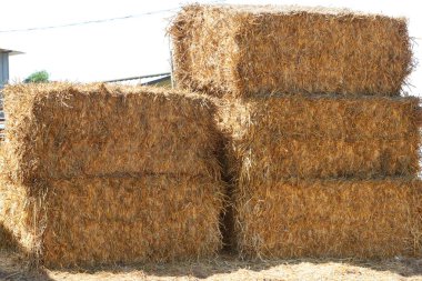 Kuru kökler ve mısır gevreği yaprakları ortak bir tarlada bulunur..