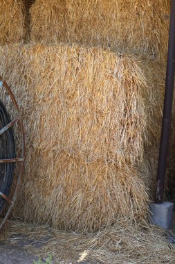 Kuru kökler ve mısır gevreği yaprakları ortak bir tarlada bulunur..