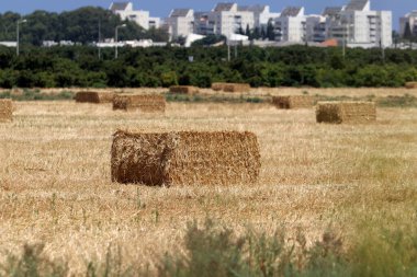 Kuru kökler ve mısır gevreği yaprakları ortak bir tarlada bulunur..
