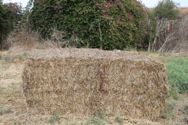 Kuru kökler ve mısır gevreği yaprakları ortak bir tarlada bulunur..