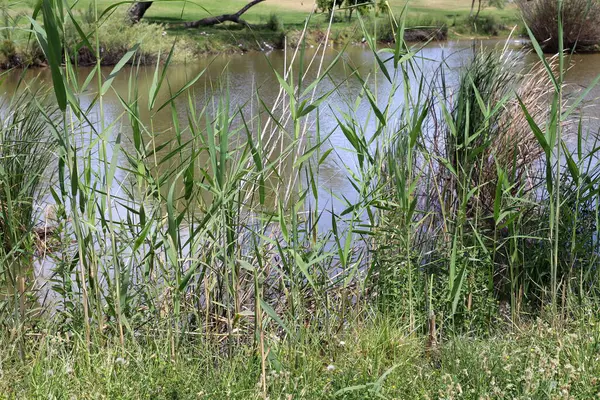 Yarkon Nehri Tel Aviv 'in ortasından akar..